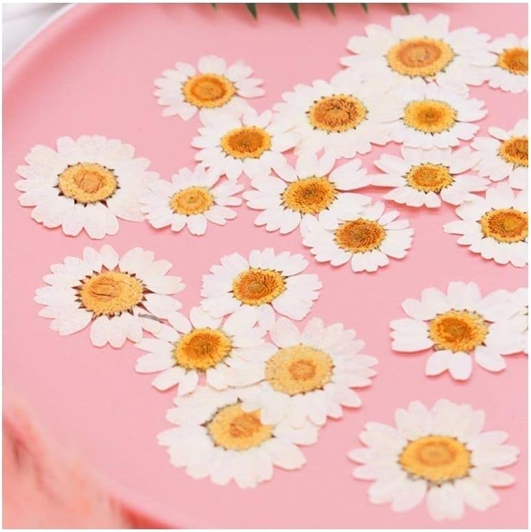 100 יחידות פרחים טבעיים מיובשים פרחים לחינניות לבנה פרח לחיוך לבנה עבור תכשיטי שרף מדבקות ציפורניים איפור