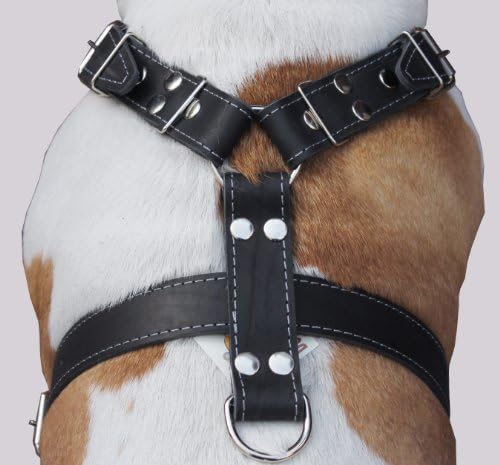 רתמת כלבי עור מקורית שחורה, גדולה עד xlarge. 35 -39 חזה, רצועות רחבות 1.5 , קין דיין נהדר קורסו