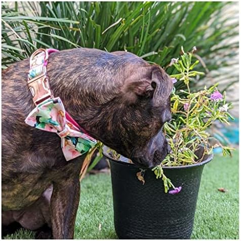 צווארון כלב מחמד גנרי אישי בהתאמה אישית הדפסת פרחים פרחים